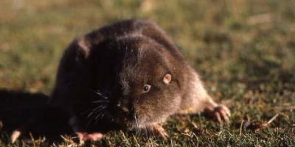 Gopher It: Four New Species Of  Tuco-tucos Identified