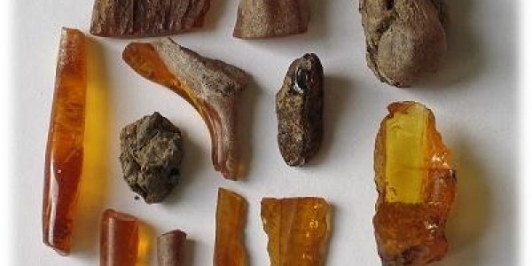 Amber Fossils Reveal Ancient France Was Jungle