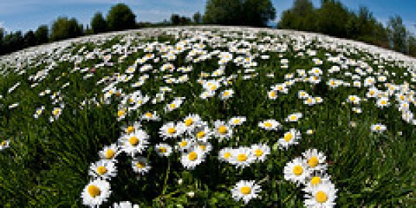 Daisyworld And Your New White Roof