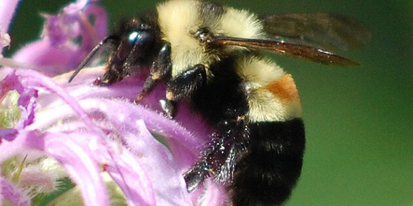 There's No Wild Bee Colony Collapse Either