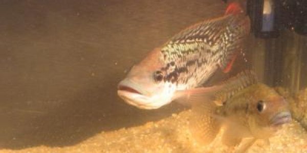 Chemical Signals: Sexual Attraction, Pheromones And Being Ready At The Right Time