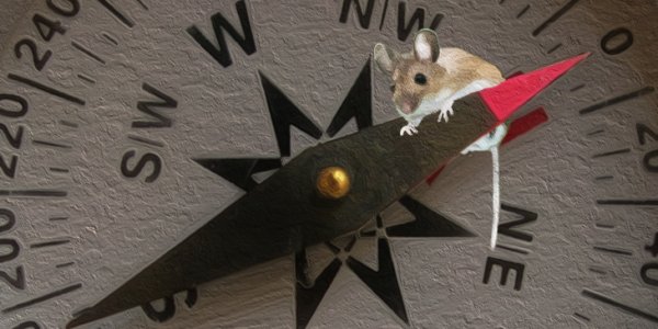 Of Mice And Magnets