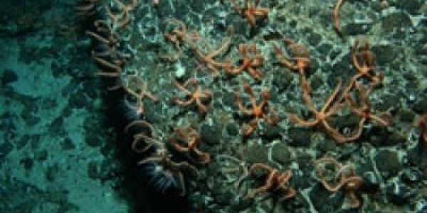 Brittlestar City - Underwater Summit Taller Than The World’s Tallest Building