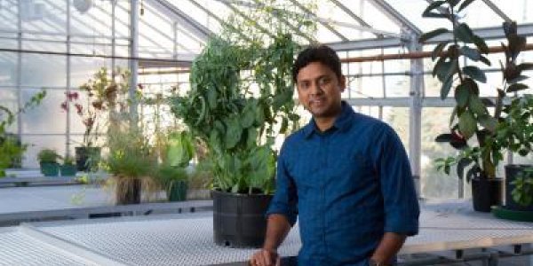 A Genetic Solution To Canola Crop Losses