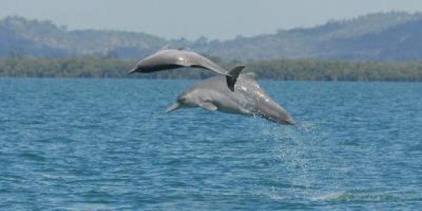 Australian Humpback Dolphin Is A New Species
