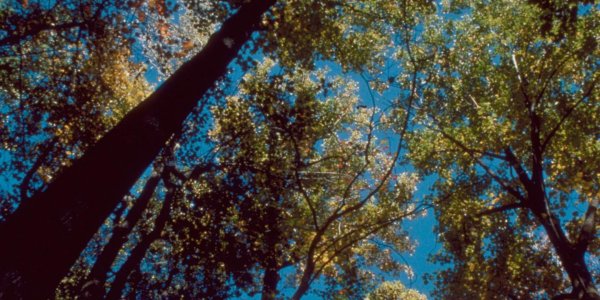 Altered Forest Tree Composition Not Due To Global Warming