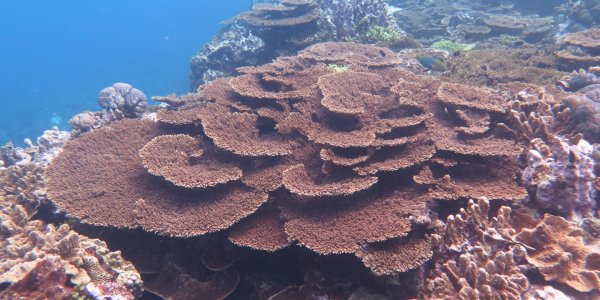 Great Barrier Reef Corals Eat Plastic