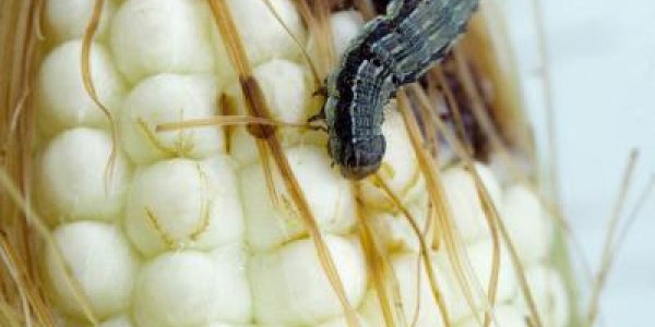 GMO Sweet Corn Reduces Insecticide Use