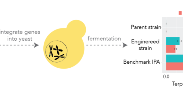 Better Beer With No Artificial Flavors Or Emissions - But There Is A Catch Activists Hate