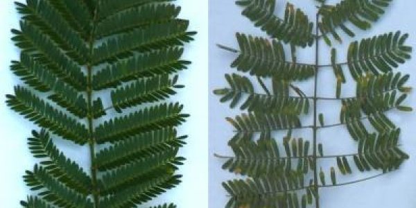 Ants Protect Acacia Plants Against Pathogens