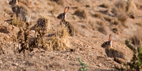 The Rabbits Of 1859: Australia's Worst Christmas Present?