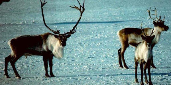 Pesticides: Arctic Mammals Metabolize Them And Even Limit Human Exposure