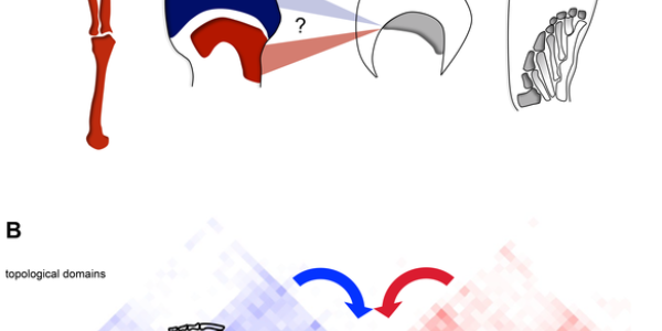 Thanks, Fish, For The Genetic Blueprints Of Limbs