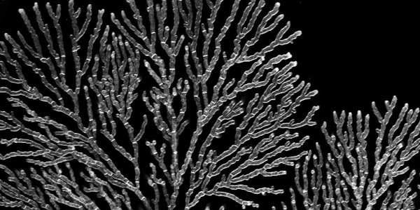 Science Citation Classic: Beadle and Tatum