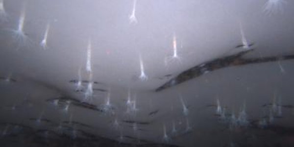 Ice-loving Sea Anemones Discovered In Antarctica