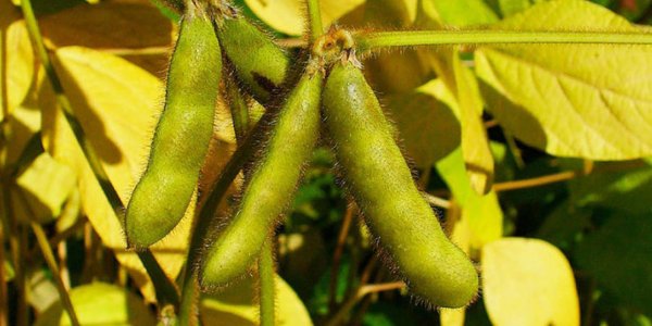 Science Leads To American Soybean Exports Boom