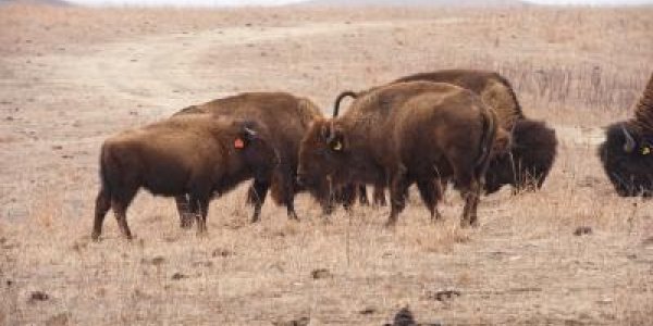 Global Warming May Mean Smaller Buffalo