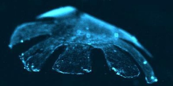 Synthetic Life? Silicone And Cardiac Tissue Becomes Medusoid - Swimming 'Jellyfish'