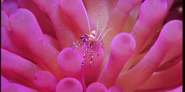 A Fish Wash? Seriously?