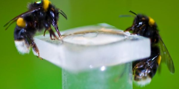 Why Bumblebees Choose Nicotine - It Fights Off Parasites
