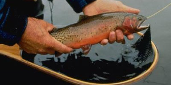 Biologists Trying To Save Trout From Extinction Restored  Wrong Fish