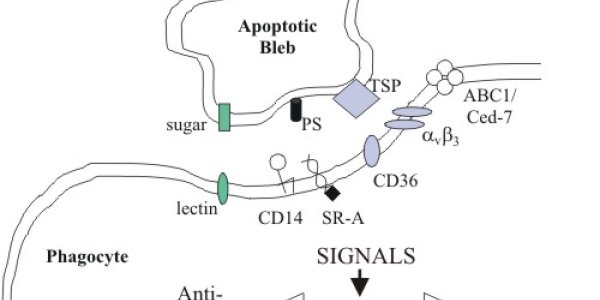 Anti-Viral Motel: Viruses Check In But They Don't Check Out