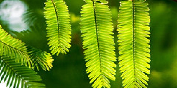 Metasequoia: Dawn Redwood