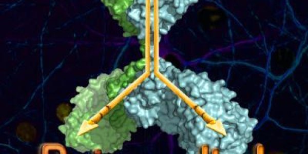 One Molecule To Block Both Pain And Itch