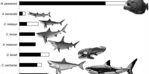 Even T. Rex Had To Be Impressed By Megapiranha