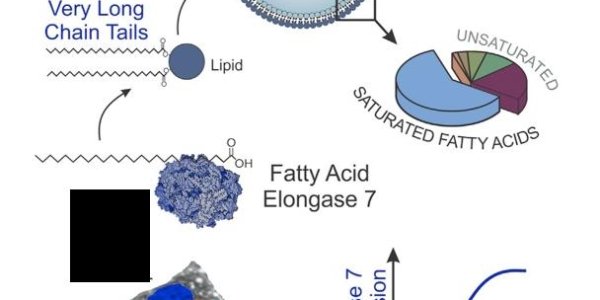 Herpes: Cytomegalovirus Hijacks Human Enzyme For Replication