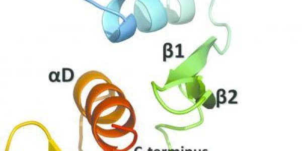 Ebola Virus And Protein Secrets