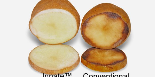 Innate GMO Potato Deregulated By USDA