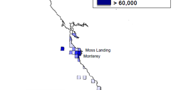 California Market Squid: Supplementary Material