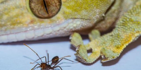 Sorry Spider-Man, Geckos Are At The Size Limit For Sticking To Walls