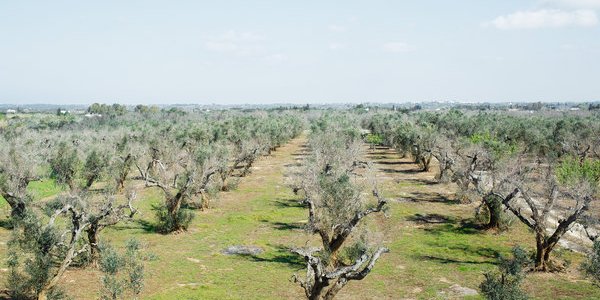 One Agricultural Scientist's Concerns About The Future Of The Food Supply