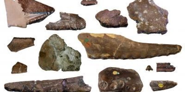 High Flying: Pterosaurs In England 110 Million Years Ago