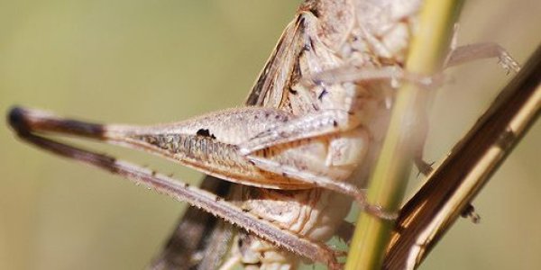 Bush Cricket Reveals Big Secret - "It's My Testicles!"