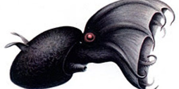 Denizens Of Deep Seas And Deep Time: Part 3: The Vampire Squid