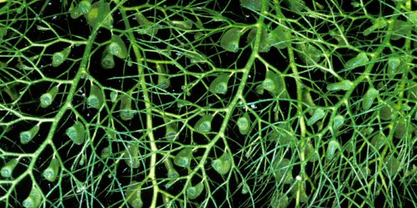 A Vegetarian Carnivorous Plant...Wait, What?