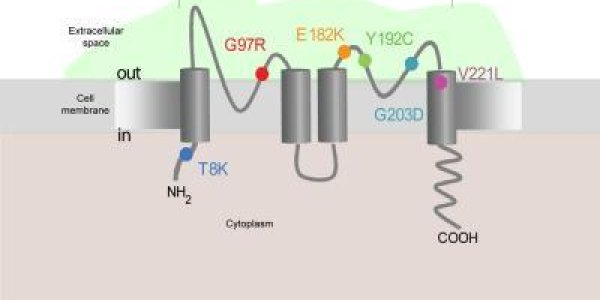 KCNK3 Gene Implicated In Pulmonary Hypertension