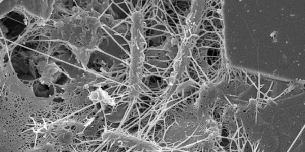 Life Boils Down To Five 'Rules' ... Or So Says The Madingley Model