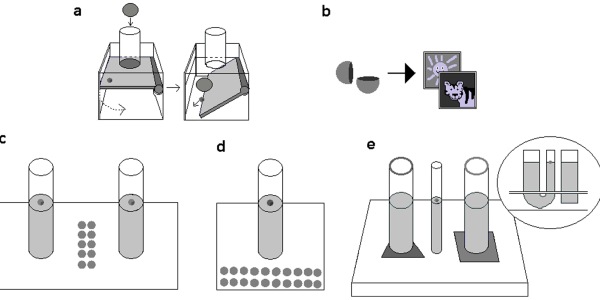 Aesop's Fable: Is Your Child Smarter Than That Crow?