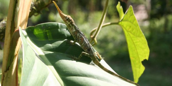 Why Does The Pinocchio Lizard  Have A Long Nose?