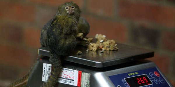 Who You Calling An Elephant? Animals Have Weight Issues Too