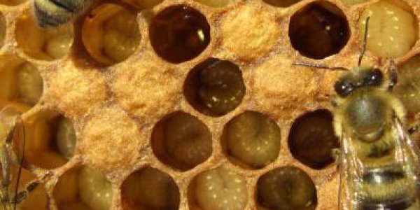 Bee Bailout: If Dollars Rule The World, Why Isn't The Ecosystem  'Too Big To Fail'?