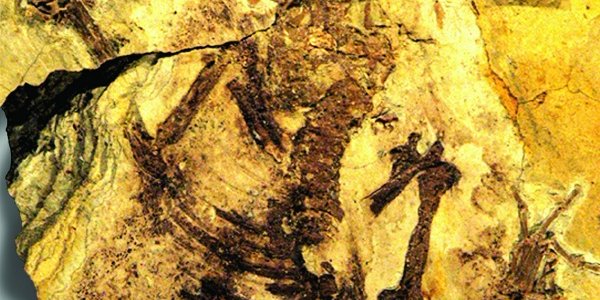 Juramaia Sinensis - 160-Million-Year-Old Fossil Pushes Back Mammal Evolution