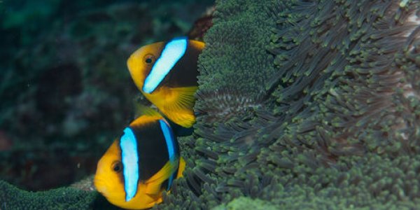 Nemo And Chips? Tropical Fish Might Flee Warming Waters, Head To The Poles