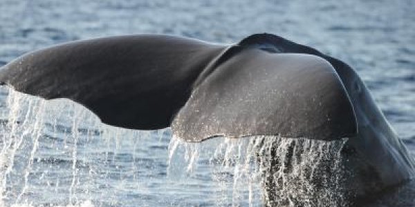 Whales Hear Us More Than We Realize