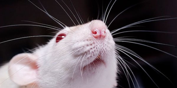 The Olfactory Effect of Bad Science