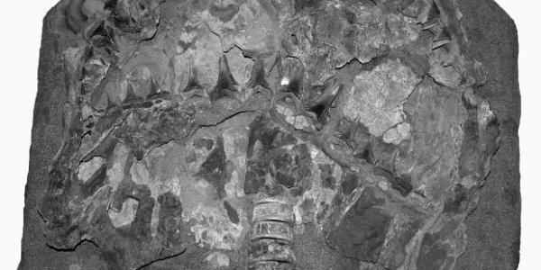 "Jaws" Of 4 Million BC - From A Peruvian Desert